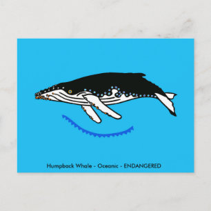 Humpback WHALE - Wildlife - Nature - Postcard