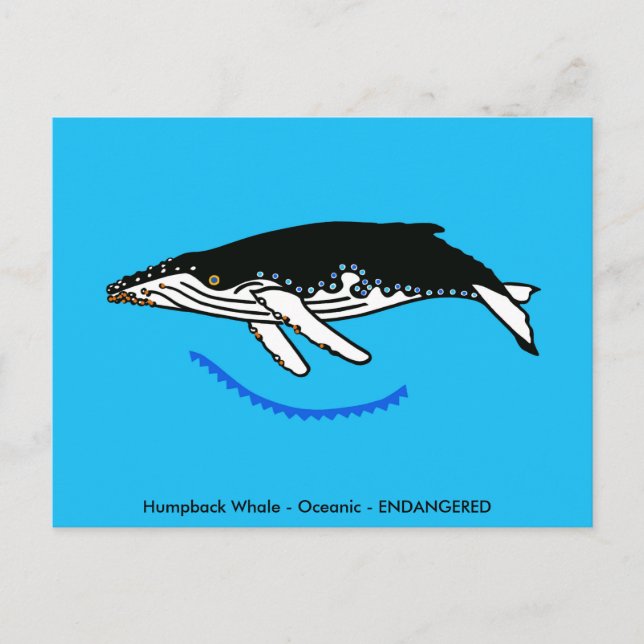 Humpback  WHALE - Wildlife - Nature - Postcard (Front)
