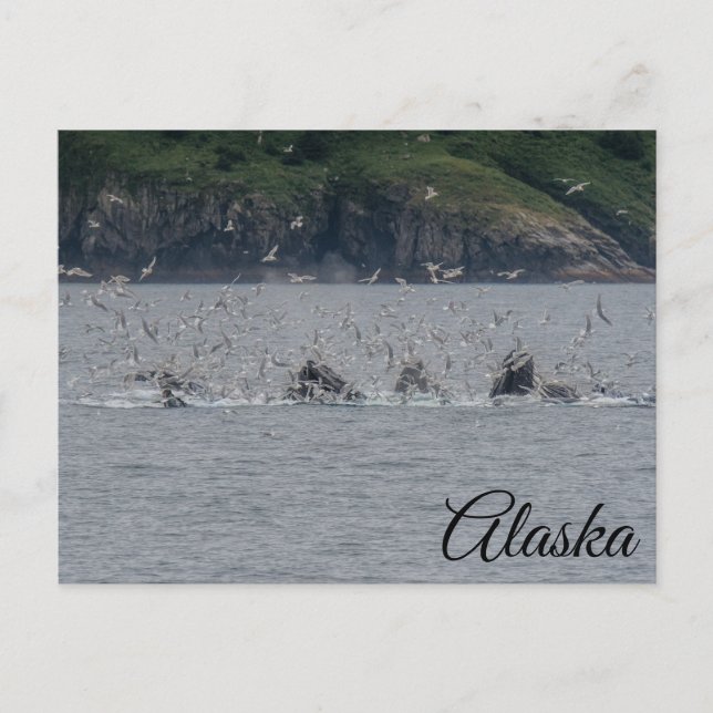 Humpback Whales Bubble Netting Alaska Postcard (Front)