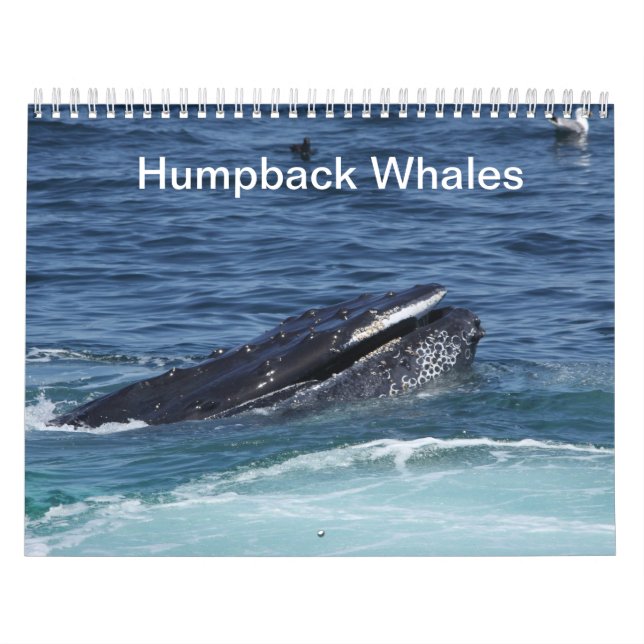Humpback Whales calendar (Cover)