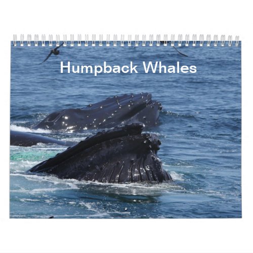 Humpback Whales calendar 2014