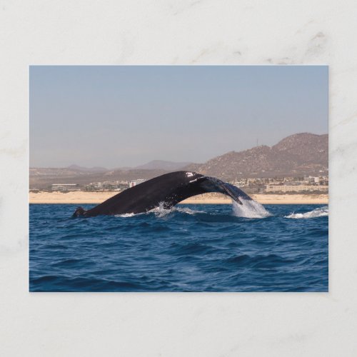 Humpback Whales in Mexico Postcard
