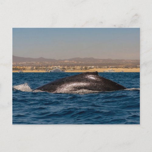 Humpback Whales in Mexico Postcard