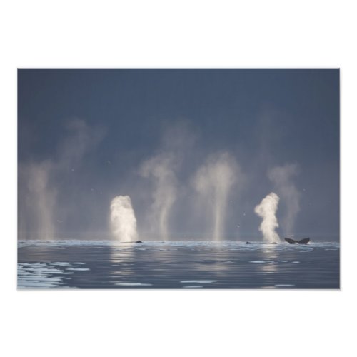 Humpback Whales Megaptera novaeangliae Photo Print