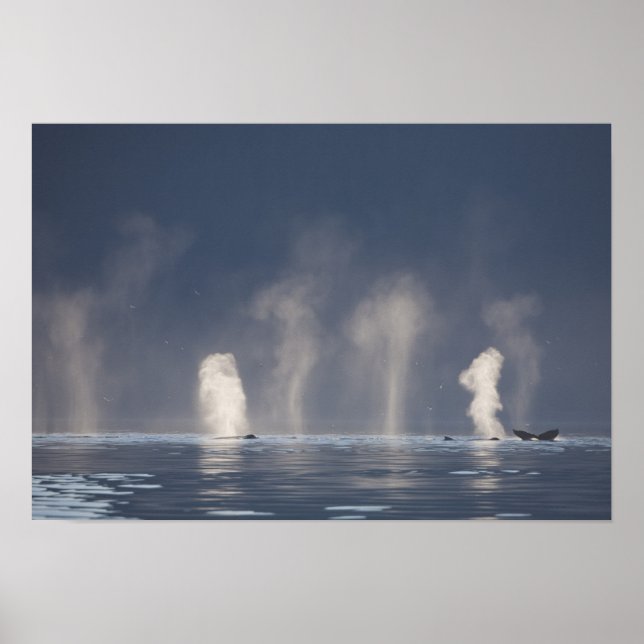 Humpback Whales Megaptera novaeangliae) Poster (Front)