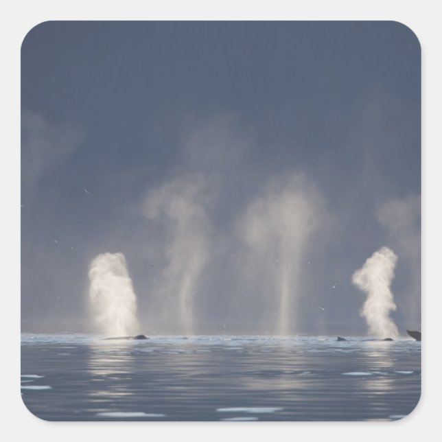 Humpback Whales Megaptera novaeangliae) Square Sticker (Front)