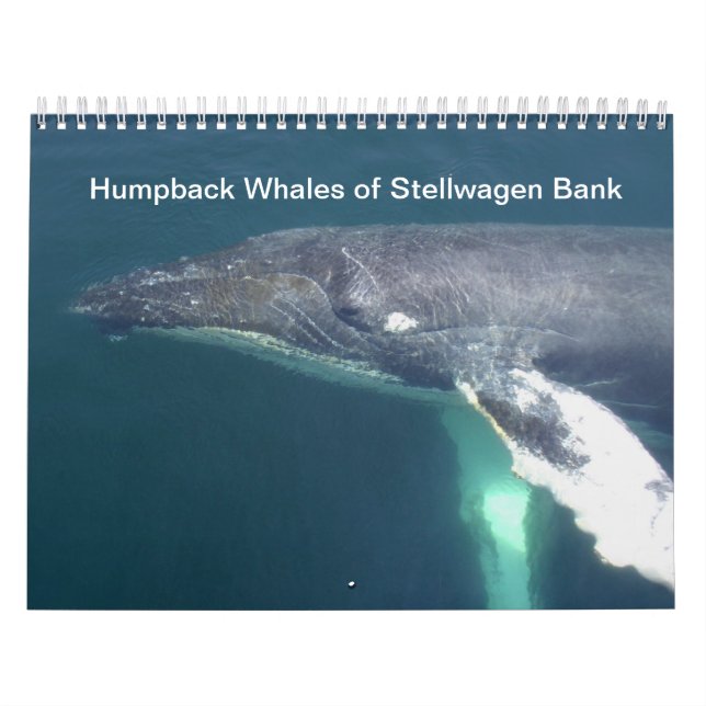 Humpback Whales of Stelwagen Bank Calendar (Cover)