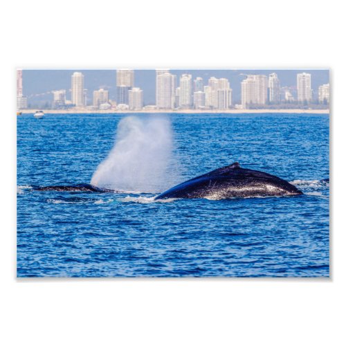 Humpback Whales Photo Print