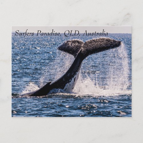 Humpback Whales Surfers Paradise Pacific Ocean Postcard