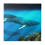 Humpback Whales Tile<br><div class="desc">As you hide among the coral beneath the ocean surface, you glance into the distance over the drop-off into the deep. Four massive forms emerge from the aquatic gloom. Moments later, the pod of humpback whales swim past. The rays of the sun that shine from the surface dance across the...</div>