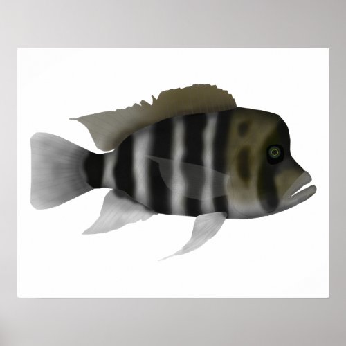 Humphead Cichlid Poster