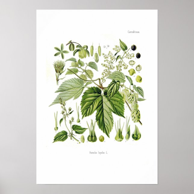 Humulus lupulus (Hop) Poster (Front)
