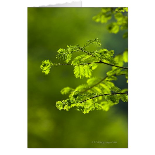 Hunan Province, China, Asia (Front)