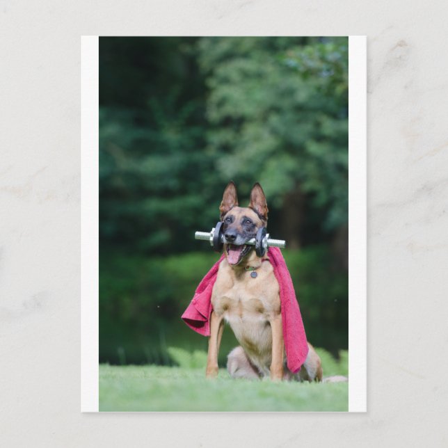 Hund beim Fitnessttaining Postcard (Front)