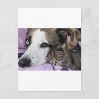 Hund, Katze, Freundschaft Postcard
