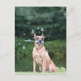 Hundtrick: Seifenblasen erstellen Postcard