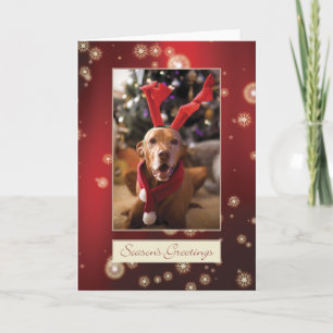 Hungarian Vizsla Christmas Card 008