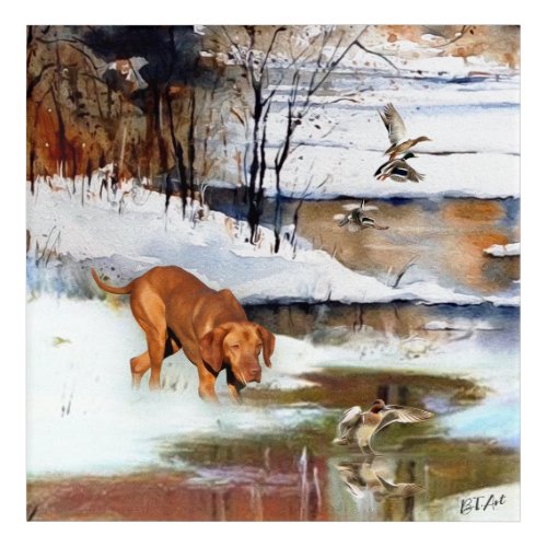 Hungarian Vizsla hunting ducks in winter   Acrylic Print