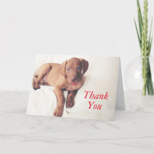 Hungarian Vizsla Puppy Letterpress Thank You Card