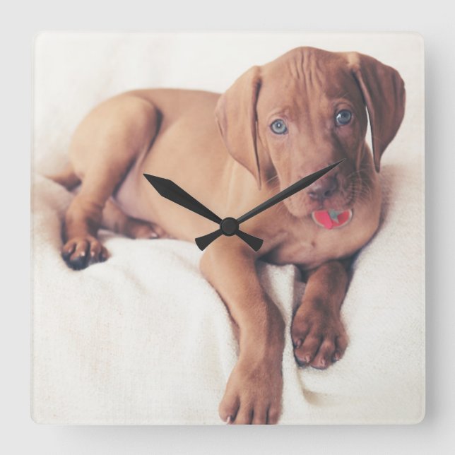 Hungarian Vizsla Puppy Square Wall Clock (Front)