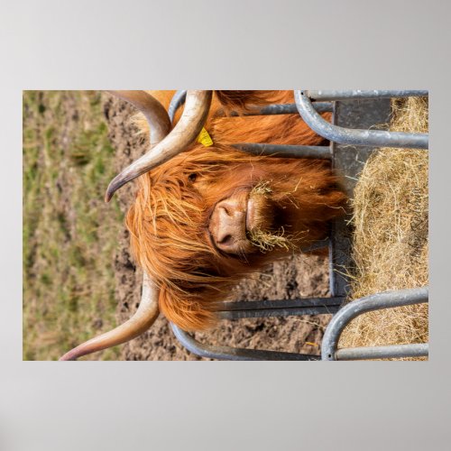 Hungry Beautiful Scottish Highland cow Poster