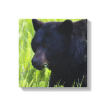 Hungry Black Bear Canvas Print