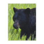 Hungry Black Bear Postcard