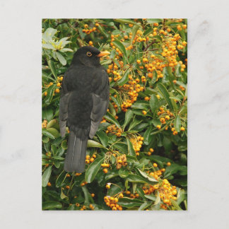 Hungry blackbird postcard