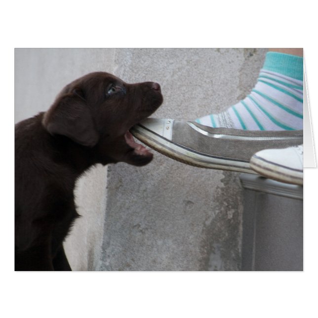 Hungry Brown Labrador Puppy Cards (Front Horizontal)