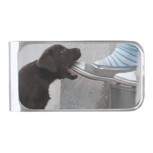 Hungry Brown Labrador Puppy Silver Finish Money Clip