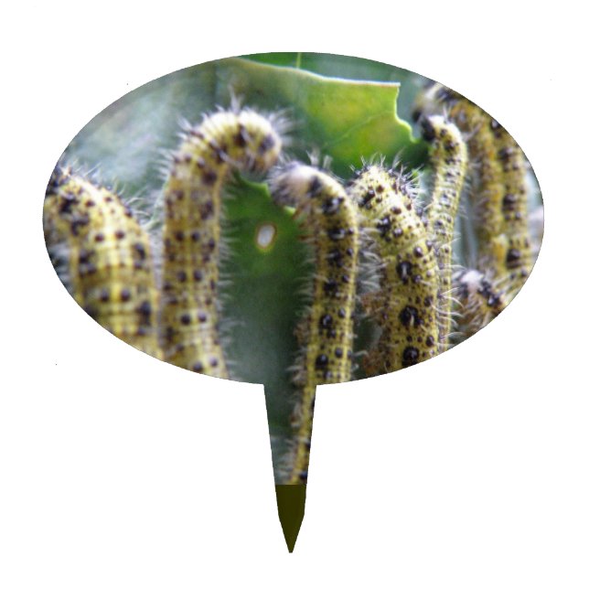 Hungry Cabbage White Caterpillar Cake Pick (Front)