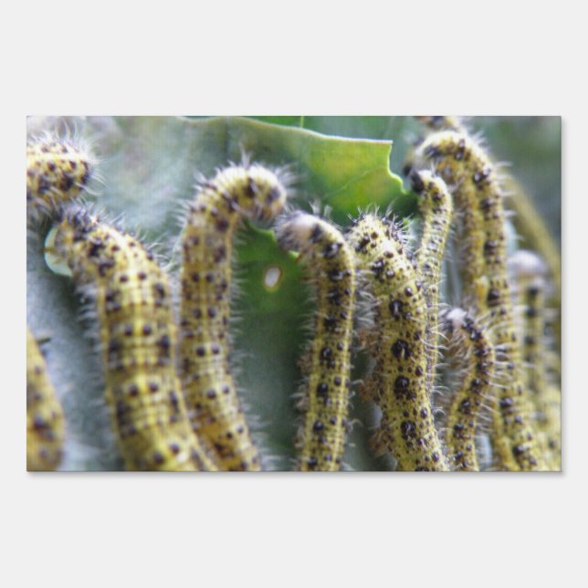 Hungry Cabbage White Caterpillars Decorative Sign (Front)