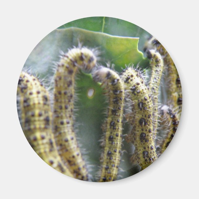 Hungry Cabbage White caterpillars Magnet (Front)
