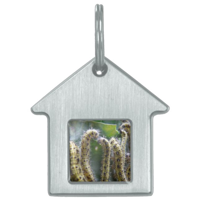Hungry Cabbage White Caterpillars Pet Tag (Front)