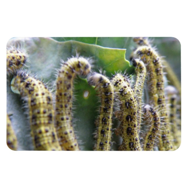 Hungry Cabbage White Caterpillars Premium Magnet (Horizontal)