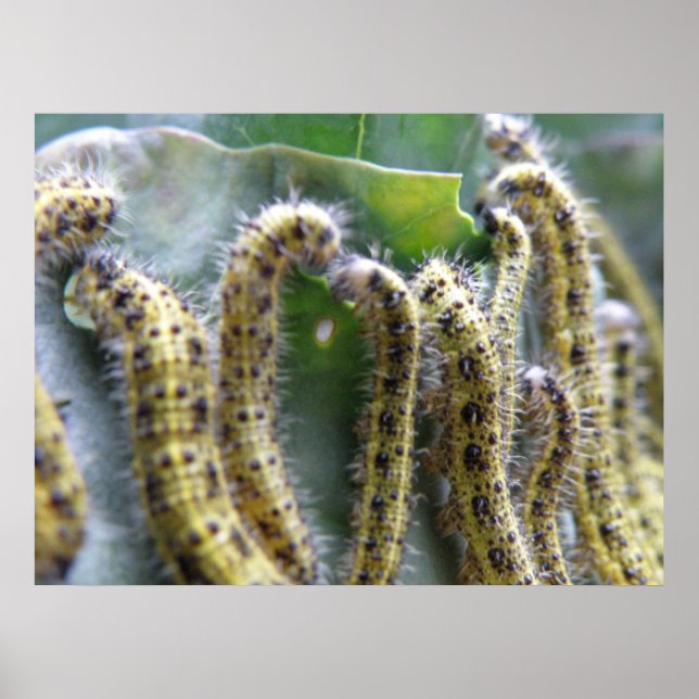 Hungry Cabbage White Caterpillars Print (Front)