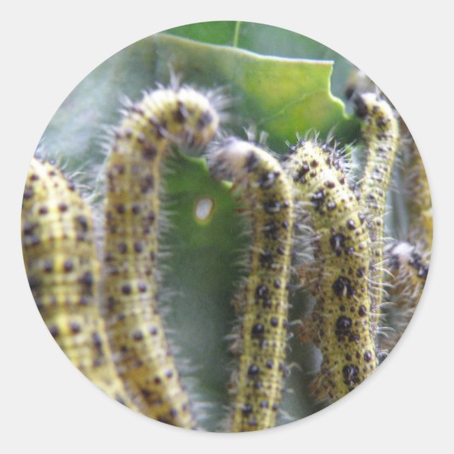 Hungry Cabbage White Caterpillars Stickers (Front)