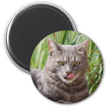 Hungry Cat Magnet by pulsDesign at Zazzle