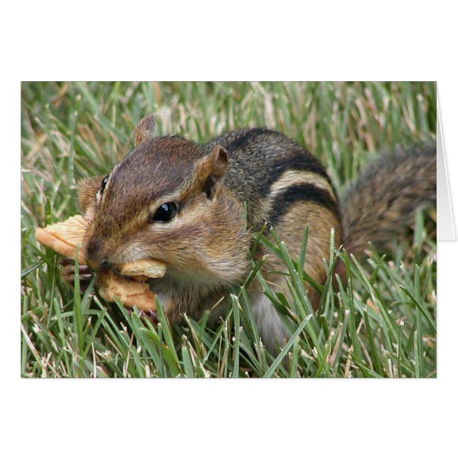 Hungry Chipmunk Cards (Front Horizontal)