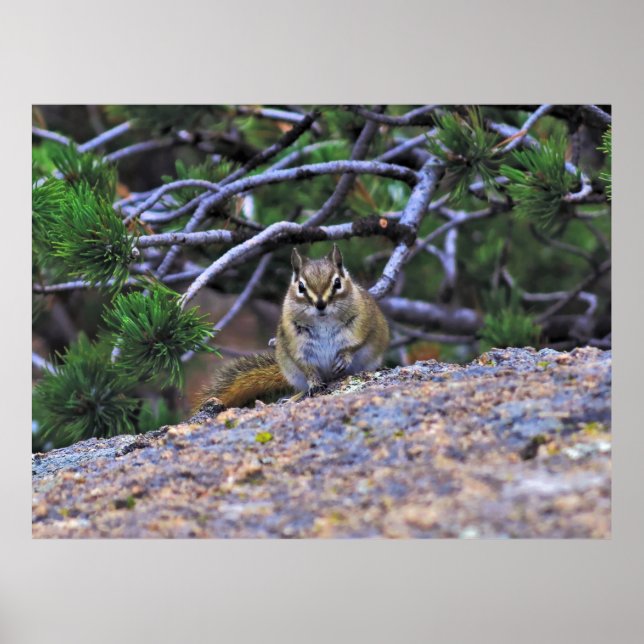 Hungry Chipmunk Poster (Front)