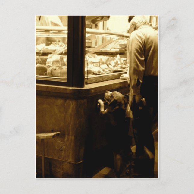 Hungry dog in Italy Postcard (Front)