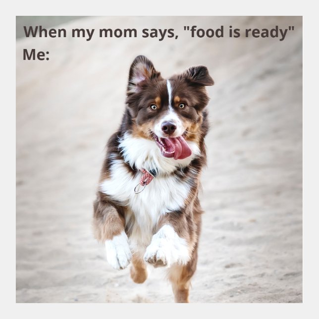 Hungry Dog Meme (Front)