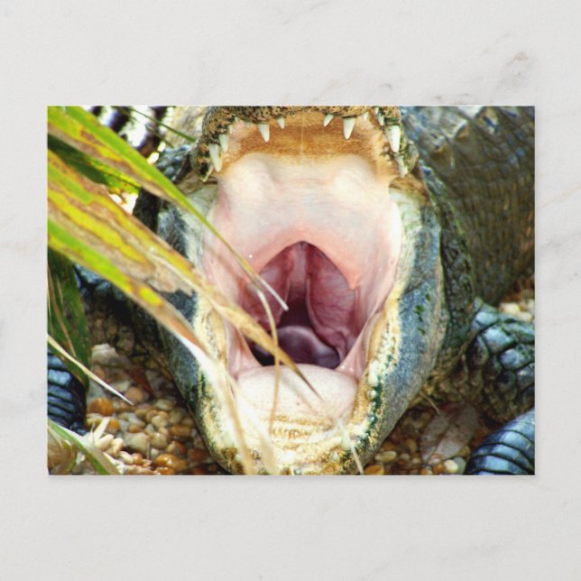 Hungry Gator Postcard (Front)