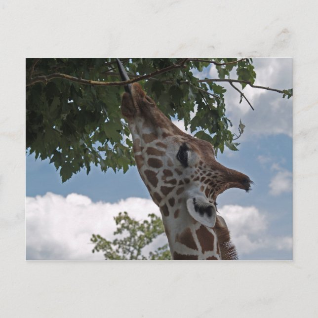 Hungry Giraffe Postcard (Front)