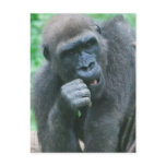 Hungry Gorilla Postcard