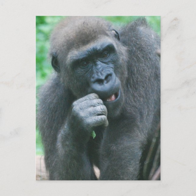 Hungry Gorilla Postcard (Front)