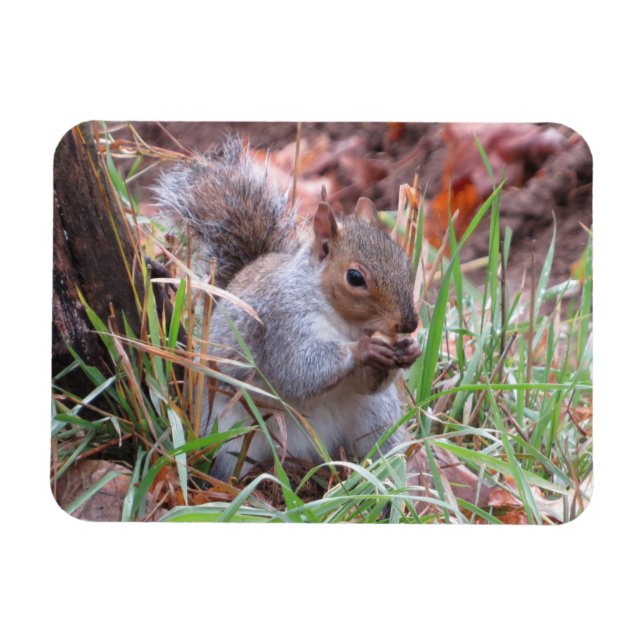 Hungry Gray Squirrel Magnet (Horizontal)