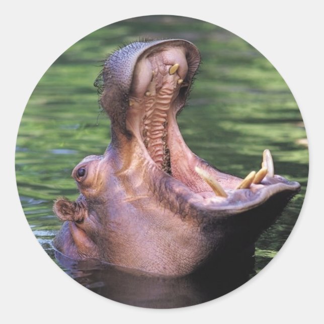 Hungry Hippo Classic Round Sticker (Front)