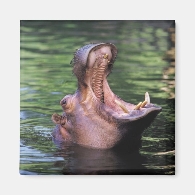 Hungry Hippo Magnet (Front)