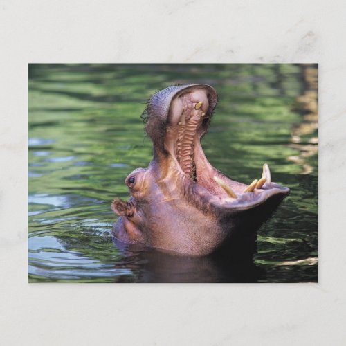 Hungry Hippo Postcard